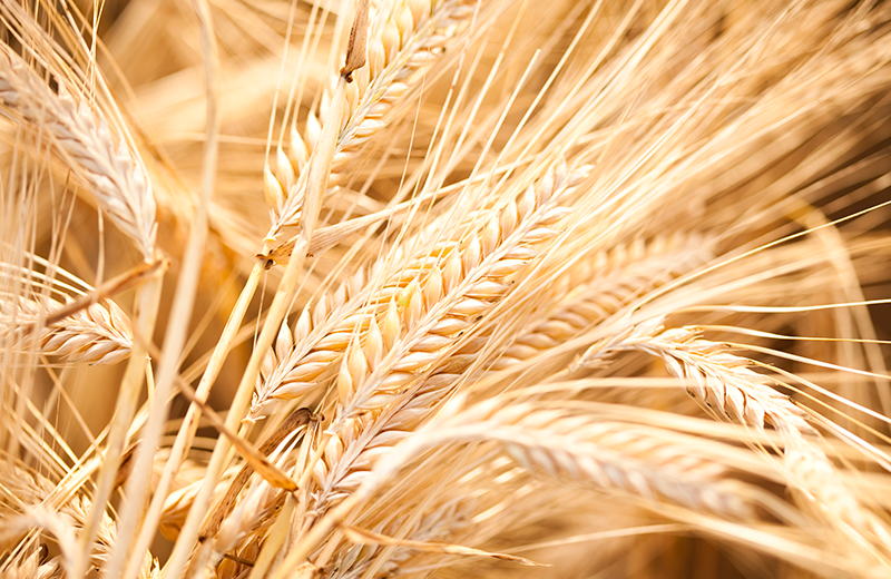 大麦 アメリカ穀物協会 U S Grains Council