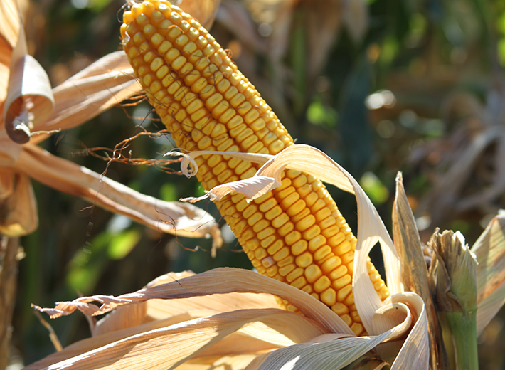トウモロコシ – アメリカ穀物協会 | U.S. Grains Council