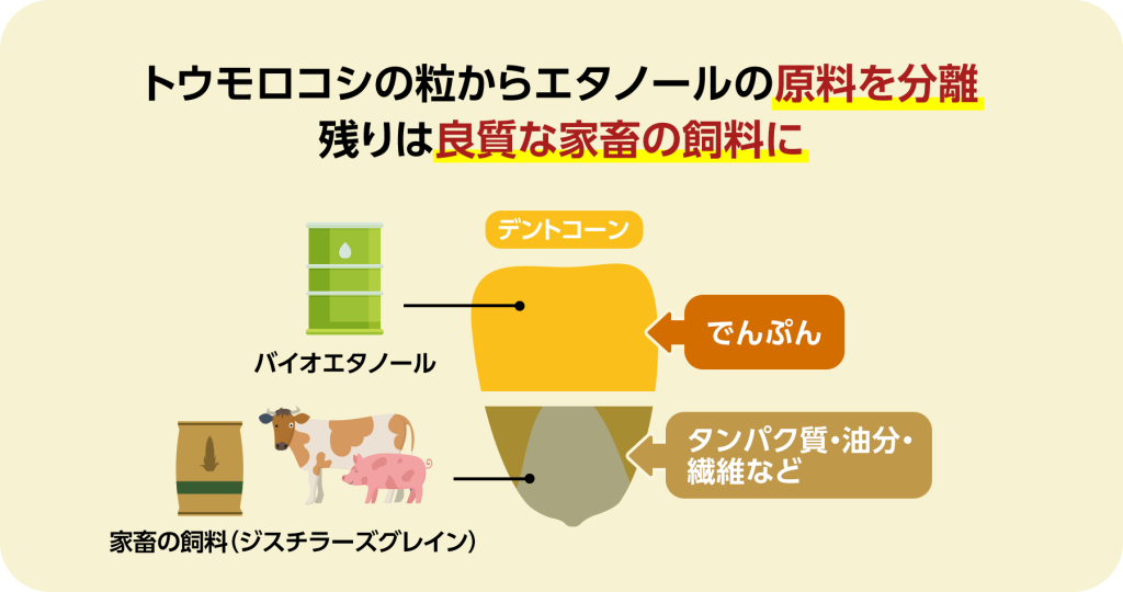 トウモロコシの粒からエタノールの原料を分離
残りは良質な家畜の飼料に