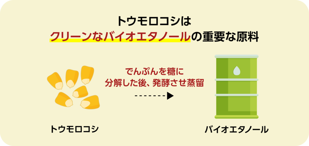 トウモロコシは
クリーンなバイオエタノールの重要な原料