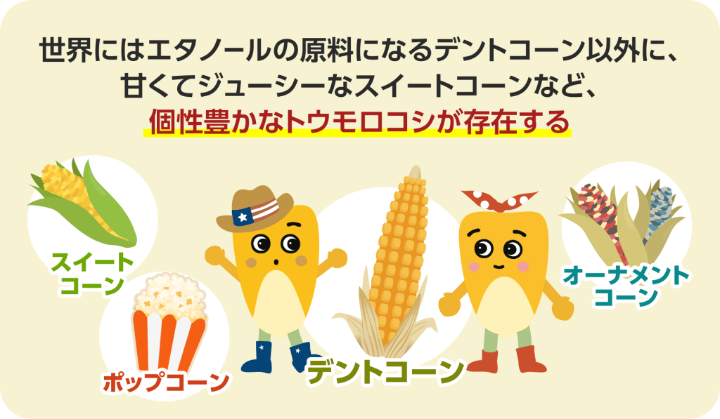 世界にはエタノールの原料になるデントコーン以外に、甘くてジューシーなスイートコーンなど、個性豊かなトウモロコシが存在しています。