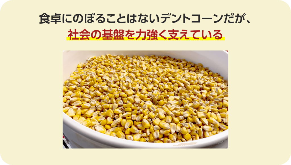 デントコーンは普段、食卓にのぼることはありませんが、社会の基盤を力強く支えています。