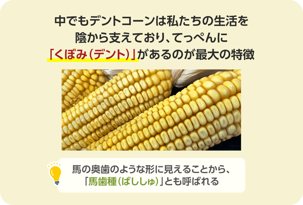 中でもデントコーンは私たちの生活を陰から支えており、てっぺんに「くぼみ(デント)」があるのが最大の特徴です。 馬の奥歯のような形に見えることから、「馬歯種(ばししゅ)」とも呼ばれています。