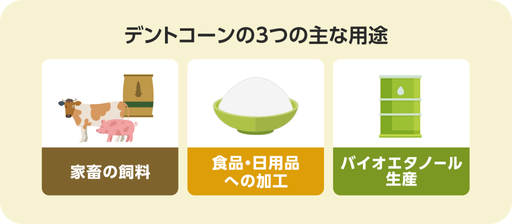 デントコーンの主な用途は、家畜の飼料、食品•日用品への加工、バイオエタノール生産の3つがあります。