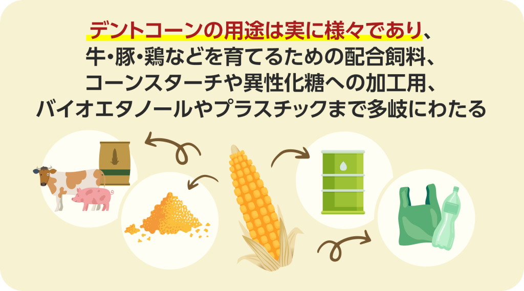 デントコーンの用途は実に様々であり、牛・豚・鶏などを育てるための配合飼料、コーンスターチや異性化糖への加工用、バイオエタノールやプラスチックまで多岐にわたります。