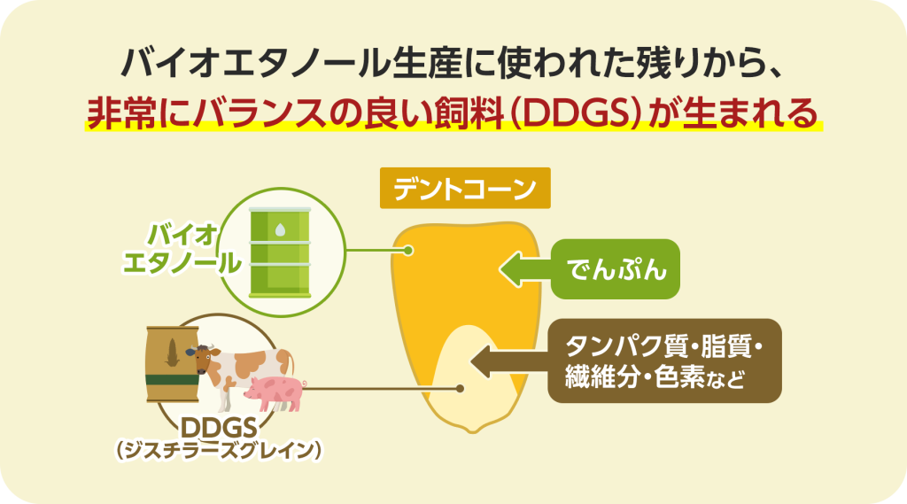 バイオエタノール生産に使われた残りから、非常にバランスの良い飼料(DDGS)が生まれます。