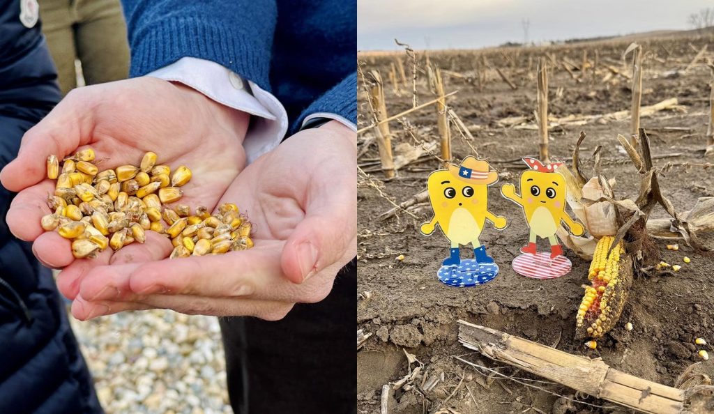 ノースダコタ州の農場で収穫されたデントコーンの粒