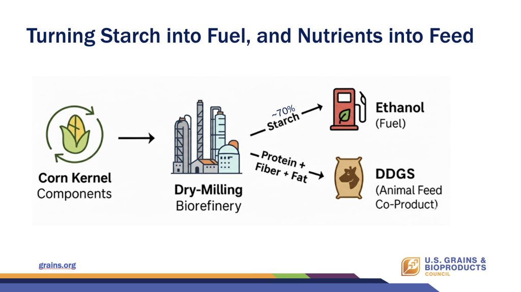 デンプンを燃料に、栄養分を飼料に、トウモロコシの中身は、役割ごとに使い分けているということ